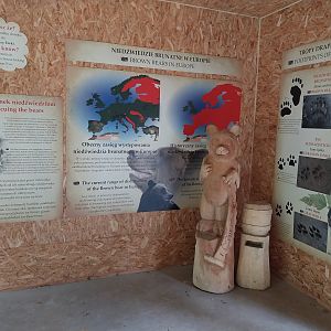 European Brown Bear (Ursus arctos arctos) - Bear cabin