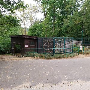 Ring-tailed Lemur (Lemur catta)