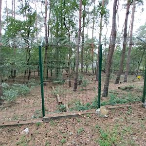 Eurasian Wolf (Canis lupus lupus)