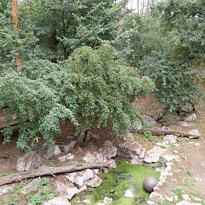 Siberian Tiger (Panthera tigris altaica) - Tiger cabin