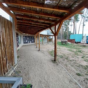 Siberian Tiger (Panthera tigris altaica) - Trail