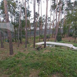 Siberian Tiger (Panthera tigris altaica) - Enclosures