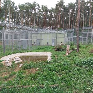 Siberian Tiger (Panthera tigris altaica) - Enclosures