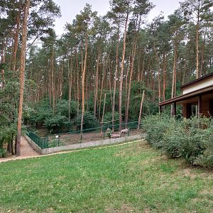 Gemsbok (Oryx gazella gazella) - enclosure
