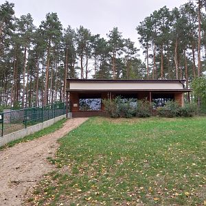 Gemsbok (Oryx gazella gazella) - stable