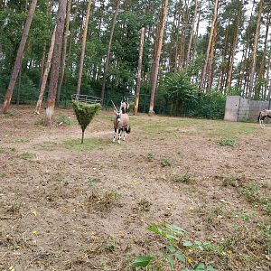 Gemsbok (Oryx gazella gazella) - enclosure