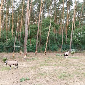 Gemsbok (Oryx gazella gazella) - enclosure