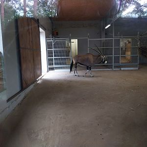 Gemsbok (Oryx gazella gazella) - Stable