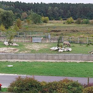 Giraffe & Rhino Building - Eastern Black Rhino (Diceros bicornis michaeli)