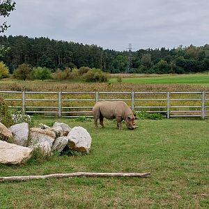 Giraffe & Rhino Building - Eastern Black Rhino (Diceros bicornis michaeli)