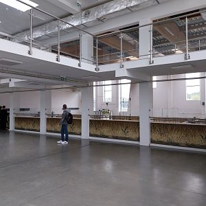 Giraffe & Rhino Building - Eastern Black Rhino (Diceros bicornis michaeli)