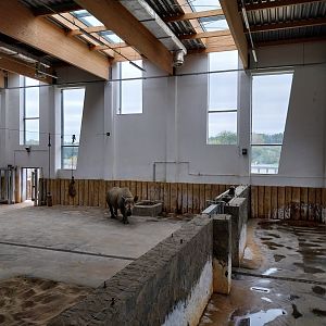 Giraffe & Rhino Building - Eastern Black Rhino (Diceros bicornis michaeli)