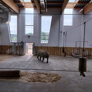 Giraffe & Rhino Building - Eastern Black Rhino (Diceros bicornis michaeli)