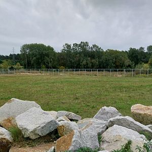 Giraffe & Rhino Building - Rothschild's Giraffe (Giraffa camelopardalis rothschildi)