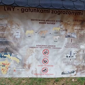 Lion information