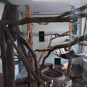 Anteater Building - Southern Tamandua (Tamandua tetradactyla)