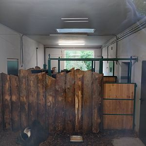 Anteater Building - Giant Anteater (Myrmecophaga tridactyla)