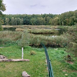 Anteater Building - Giant Anteater (Myrmecophaga tridactyla)