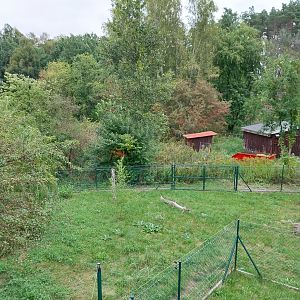 Anteater Building - Giant Anteater (Myrmecophaga tridactyla)