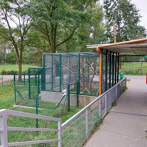 Anteater Building - Southern Tamandua (Tamandua tetradactyla)