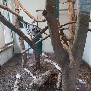 Anteater Building - Southern Tamandua (Tamandua tetradactyla)