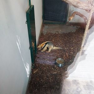 Anteater Building - Southern Tamandua (Tamandua tetradactyla)
