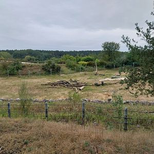 Elephant House - Africa elephant Loxondonta africana)