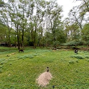 Black Sable Antelope (Hippotragus niger niger)