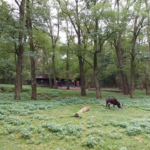 Black Sable Antelope (Hippotragus niger niger)