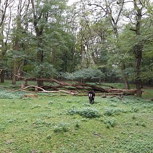 Black Sable Antelope (Hippotragus niger niger)