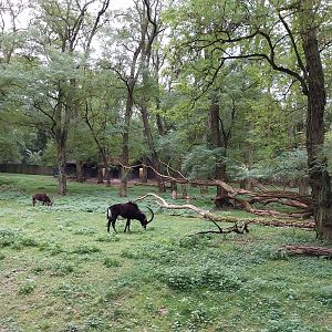Black Sable Antelope (Hippotragus niger niger)