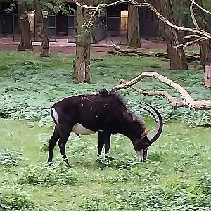 Black Sable Antelope (Hippotragus niger niger)