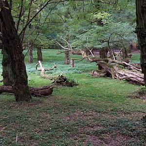 Black Sable Antelope (Hippotragus niger niger)