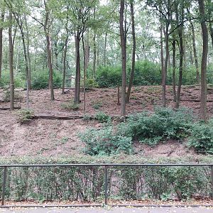Japanese Macaque (Macaca fuscata) enclosure