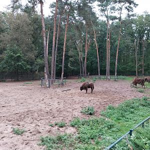 European Lowland-bison (Wisent)
