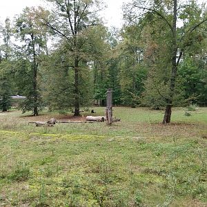 Southern White Rhino (Ceratotherium simum simum)