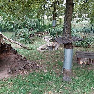 North American Porcupine (Erethizon dorsatum) enclosure