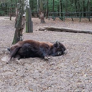 American Wood Buffalo (Bison bison athabascae)