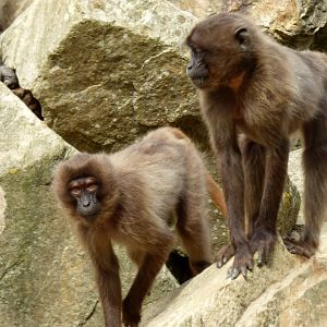 Gelada (Theropithecus gelada)