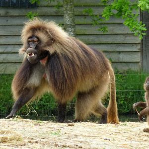 Gelada (Theropithecus gelada)