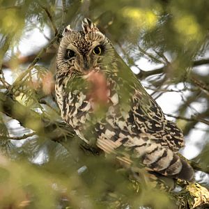 Short-eared owl