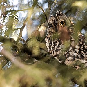 Short-eared owl