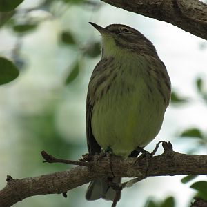 Palm Warbler at Smithsonian National Zoo
