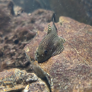 Tiger Hillstream Loach (Sewellia lineolata)