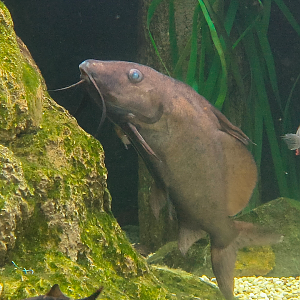 Moustache Catfish (Synodontis membranaceus)