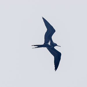 Lesser Frigatebird