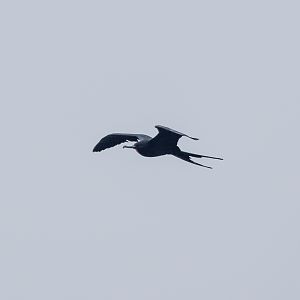 Great Frigatebird