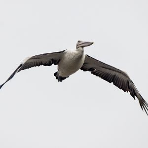Australian Pelican