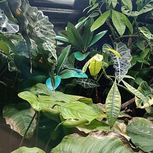 Turquoise dwarf gecko