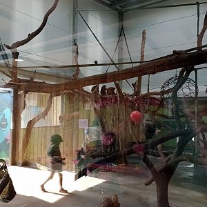 Sulawesi macaque indoor quarters